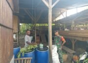 Babinsa Juwangi Dampingi Peternak Kambing, Dorong Peningkatan Kesejahteraan Warga