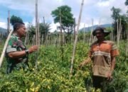 Babinsa Cepogo Turun ke Sawah, Bantu Petani Panen Cabai Demi Ketahanan Pangan
