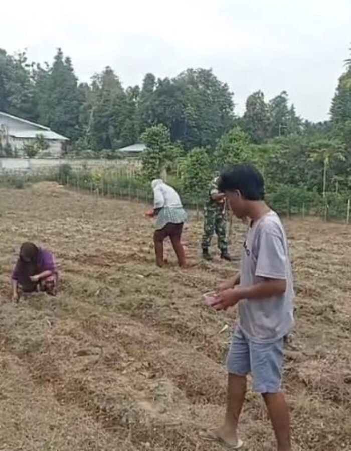 Babinsa Turun Ke Lahan, Bantu Petani Tanam Jagung