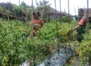 Babinsa Cepogo Turun ke Sawah, Bantu Petani Panen Cabai Demi Ketahanan Pangan