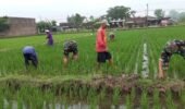 Babinsa Terjun Langsung Atasi Gulma Padi Petani