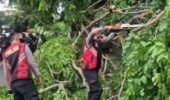 Respon Cepat Polres Purwakarta Saat Evakuasi Pohon Tumbang di Jalan Veteran