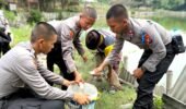 ‘Live In’ : Siswa Diktukba SPN Polda Jatim Edukasi Budidaya Bandeng dan Jamur di Gresik
