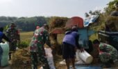 Babinsa Bantu Petani Memanen Padi untuk Meringankan Beban Kerja Petani Desa Pilangsari