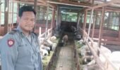 Aipda Agus, Polisi Desa yang Sukses Jadi Peternak Domba