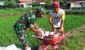 Babinsa Slorok Serma Sutrisno Melaksanakan Pemupukan Padi Bersama Kelompok Tani