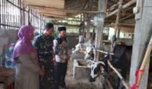 Babinsa Koramil Mojosongo Dorong Peternak Boyolali Tingkatkan Mutu Genetik Sapi Potong