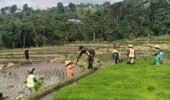 Wujudkan Ketahanan Pangan, Babinsa Gandusari Turun Ke Sawah Bantu Petani Tanam Padi