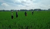 Selain Bantu Penyemprotan, Babinsa Ikut Pemantauan Hama Padi di Sawah Petani