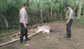 Polres Malang Kembali Bongkar Area Sabung Ayam di Kalipare