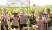 Panen Raya Jagung Serentak Kuartal I 2026, Polri Tegaskan Komitmen Dukung Swasembada Pangan Nasiona