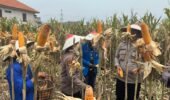 Panen Jagung Serentak Kuartal I 2026 Bersama Kapolri, Kapolres Pasuruan Tegaskan Komitmen Ketahanan Pangan