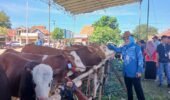 Data Buktikan Pasokan Aman, Pemprov Lampung Luruskan Isu Daging Sapi