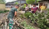 Anggota Koramil 0808/06 Srengat Bersama Warga, Polsek Dan BPBD Gotong Royong Bersihkan Pohon Tumbang Di Desa Purwokerto