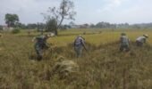 Babinsa Dampingi Panen Padi di Lahan Seluas 0,5 Hektar