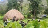 Memanen Hasil Kebun Satgas Yonif 521/DY Bersama Warga dalam Kegiatan Komsos di Distrik Kurima