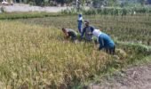 Babinsa Bantu Potong Padi, Sukseskan Masa Panen Petani