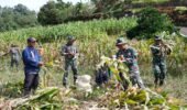 Dukung Ketahanan Pangan, Anggota Satgas TMMD Bantu Warga Panen Jagung
