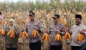 ‎Kapolda Jatim dan Gubernur Panen Jagung di Green Farm Banyuwangi Penuhi Target Swasembada Pangan‎