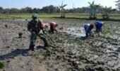 Babinsa Bantu Petani Tanam Padi, Wujud Nyata Kepedulian Terhadap Ketahanan Pangan