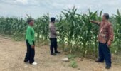 Polresta Sidoarjo Optimalkan Swasembada Pangan, Dampingi Petani Jagung di Krembung