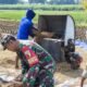 Wujud Nyata Babinsa Kaliboto Bersama Petani Laksanakan Panen Padi, Dukung Ketahanan Pangan Desa
