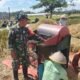 Wujudkan Ketahanan Pangan Nasional, Babinsa Ngadirenggo Dampingi Petani Panen Padi