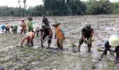 Dukung Swasembada Pangan, Babinsa Bantu Tanam Padi Petani