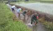 Sinergi Babinsa Dan Masyarakat Desa Pojok Bersihkan Irigasi Demi Pertanian Lancar