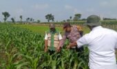 Jaga Hasil Panen Tetap Optimal, Polisi Turun ke Lahan Jagung di Kunjang