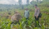 Tak Hanya Jaga Kamtibmas, Bhabinkamtibmas di Tutur Ikut Rawat Ladang Jagung Warga