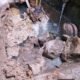 Tanggamus Warga Pekon Tegal Binangun, Kecamatan Sumberejo, Tanggamus mengeluhkan pembuangan air limbah dari dapur Satuan Pelayanan Pemenuhan Gizi (SPPG)