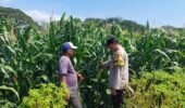 Jelang Masa Panen, Bhabinkamtibmas Sonorejo Beri Edukasi Pengendalian Hama kepada Petani
