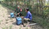 Babinsa Kandangan Dampingi Petani Lakukan Penyemprotan POC Untuk Tingkatkan Pertumbuhan Jagung