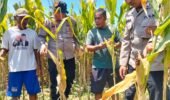 Polresta Sidoarjo Gelorakan Swasembada Pangan Dampingi Warga Tani Kelola Jagung Hibrida