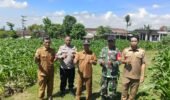 Sinergi 3 Pilar Desa Pagung Laksanakan Pengecekan Tanaman Jagung Dukung Ketahanan Pangan
