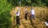 Panen Jagung, Polresta Malang Kota Perkuat Ketahanan Pangan Bersama Petani Kedungkandang