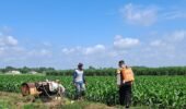 Dekat dengan Petani, Bhabinkamtibmas Cerme Berikan Edukasi Pertanian Jagung