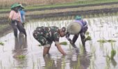 Wujud Ketahanan Pangan, Babinsa Rembang Dampingi Petani Tanam Padi Di Sananwetan
