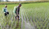 Babinsa Satrean Dampingi Perawatan Tanaman Padi, Wujudkan Ketahanan Pangan Masyarakat