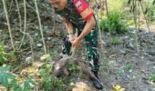 Hari ini Koramil 03 Serengan & Warga RT 01/09 Serengan Panen Raya Pisang dan Singkong