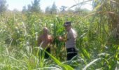 Bhabinkamtibmas Campurejo Turun ke Sawah, Dukung Ketahanan Pangan dan Serap Aspirasi Petani Jagung