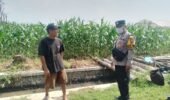 Dampingi Petani Jagung, Polsek Kepung Dorong Ketahanan Pangan di Desa Kencong