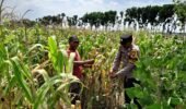 Polisi Dampingi Petani Jagung di Puncu, Wujud Dukungan Program Ketahanan Pangan