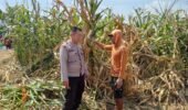 Polsek Winongan Pantau Lahan Jagung di Desa Menyarik Dukung Program Ketahanan Pangan Nasional