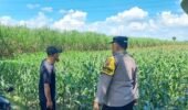 Bhabinkamtibmas Pesantren Dampingi Petani Jagung, Dorong Ketahanan Pangan dan Serap Hasil Panen ke Bulog