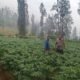 Polsek Tosari Dampingi Warga Kelola Pertanian, Pantau Lahan Kentang di Podokoyo