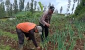 Polisi Turun ke Kebun Bawang Prei, Dorong Warga Aktif Bertanam untuk Ketahanan Pangan