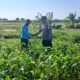 Serangan Ulat Daun Jadi Keluhan Petani, Bhabinkamtibmas Cerme Bergerak Cepat Koordinasi dengan PPL