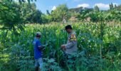 Bhabinkamtibmas Sonorejo Intensifkan Pendampingan Petani Jagung, Dukung Program Swasembada Pangan Nasional